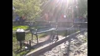 Секс и голуби