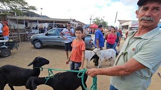 FEIRA DE CAPRINOS OVINOS DE Sta.C.C-PE 09/12/2024