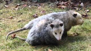 Possum Love - Mississauga ON Canada