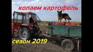 КОПАЕМ КАРТОФЕЛЬ ТРАКТОРОМ Т-25,СЕЗОН 2019/DIGGING POTATOES BY TRACTOR T-25, SEASON 2019