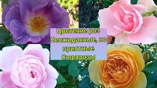 Обзор сада! Как ведут себя розы при +39