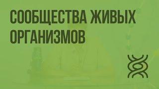 Сообщества живых организмов. Видеоурок по биологии 11 класс