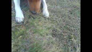 БАСЕНДЖИ  ПРОТИВ  ЯЩЕРИЦЫ . Basenji VS LIZARD