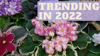 TRENDING VIOLET PLANTS 2022 | Saintpaulia Exhibition