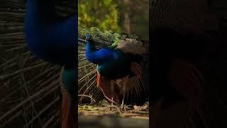 If you enjoy my videos, please like, comment, share, and subscribe to my channel …