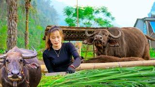 Buy Buffalo From Farmers | Transport Grass by 3-Wheeled Vehicle to Feed Buffalo at Off Grid Farm