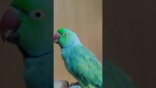 Ringneck Green Parrot Talking Shorts