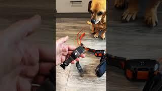 GPS Dog collar reviews