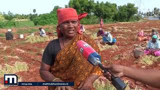 ഒഡ്ഡന്‍ഛത്രത്തിലെ കുഞ്ഞുള്ളിയുടെ വല്യ വിശേഷങ്ങൾ | Oddanchatram| Pearl Onion | Mathrubhumi News