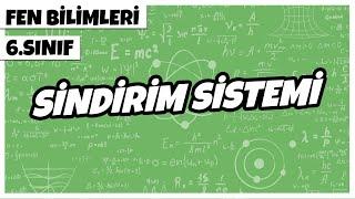 6. Sınıf Fen Bilimleri - Sindirim Sistemi | 2022