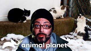 Rescuing A Feral Cat Colony From Another Brutal Winter | My Cat From Hell | Animal Planet