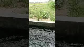 tubewell swimming in village #tubewell #nature #relaxingbath #bathing #relax #swimming #villagelife