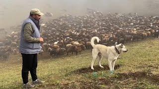 SHEPHERD DOGS | LIFE IN THE MOUNTAINS DOCUMENTARY