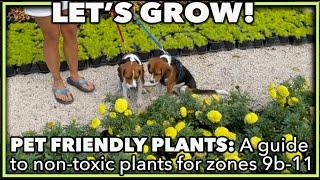 BEST PET FRIENDLY PLANTS