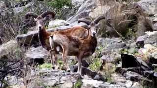 Ovis orientalis (Cyprian Wild Sheep, Cyprus Mouflon) by George Konstantinou