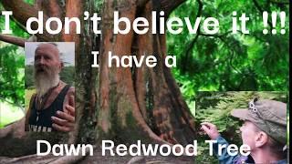 Nick Jackson Tree Surgeon was talking about Dawn Redwood Tree on The Chateau Diaries.