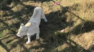 Молодежь и белая львица главного прайда на кормлении! Тайган A white lioness at the feeding! Taigan