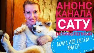 Анонс канала "Сату Великолепный". Акита Ину - жизнь и приключения