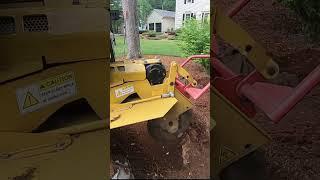 Single Stump Nobody Wanted To do