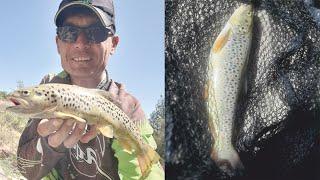 Ручьевая Форель Пеструха Узбекистана Спиннинговая ловля Brook Trout of Uzbekistan Spinning fishing