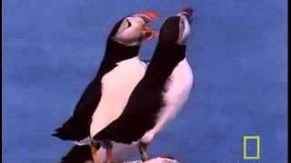 Sound a Puffin Makes