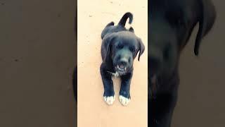 Cute Puppy Barking Sound | Barking Dog Voice #shorts #youtubeshorts #dog #dogsound #dogvideos