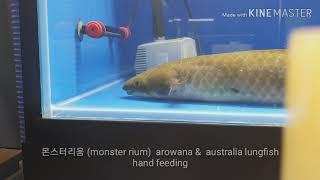 물고기 손으로 먹이주기  아로와나 호주페어 (arowana & lung fish hand feeding)