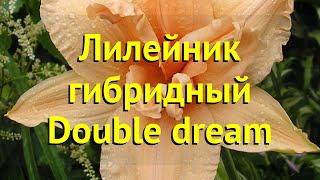 Лилейник гибридный Дабл Дрим. Краткий обзор, описание характеристик hemerocallis Double dream