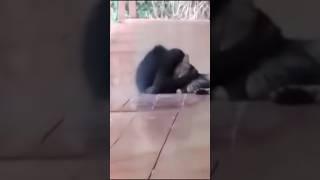 This Monkey Is Obsessed With Her Cat 