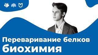 Биологическая ценность белков. Переваривание белков. Превращения аминокислот | На Биохимическом