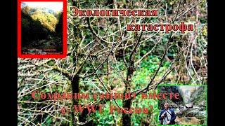 Краснодарский край#Экологическая катастрофа# Сохраним самшит вместе с WWF России!