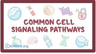 Common cell signaling pathway