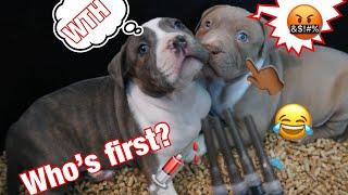 How to give a puppy it’s first shot! Ultra Class Family