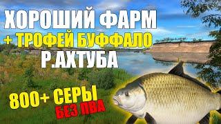 800+ Серы в час! Река Ахтуба | Трофейный буффало | Лучшая точка для фарма серебра, русская рыбалка 4