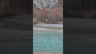 Гург дар кӯҳҳои Тоҷикистон | Волк в горах Таджикистана | Wolf in the mountains of Tajikistan #волк