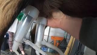 Amazon Electric Milking Machine For Goats Review