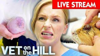 Vet On The Hill Season 5: Watch The Full Season LIVE  Full Episodes