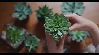 Relaxation Music - Succulents