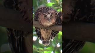 This is Jarot #buffyfishowl #owl #burunghantu #owlbird