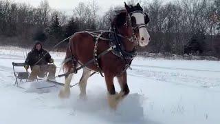 LIVE Sleigh Ride With Our Clydesdale Stallion, OLIVER!