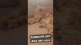 Super Cute Cats Asia and Lola 