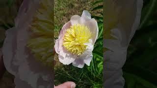 Пион травянистый Бу Ти/Paeonia officinalis Bu Tea