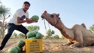 चलो पता करते है ऊँट कितने किलो तरबूज खायेगा - How Much Watermelon Will A Camel Eat 