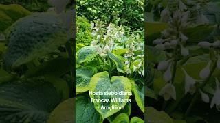 Hosta sieboldiana Frances Williams - Árnyliliom