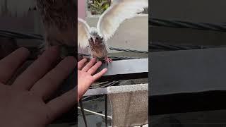 #kabootar #kabutar Lover ️️️️