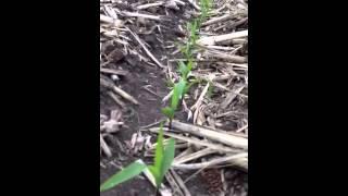 Orthman precision tillage in the northern corn belt