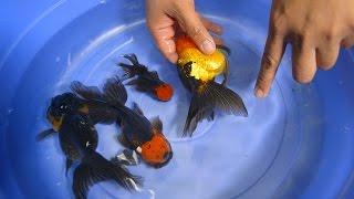 Oranda Goldfish for Ponds & Aquariums - 2/2