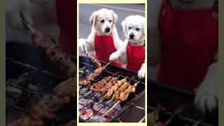 Funny video cats and dogs #shorts #ytshorts #youtubeshorts #trending