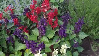 How to Prune Salvia to Produce More Flowers