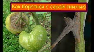 Серые гнили и как с ними бороться!